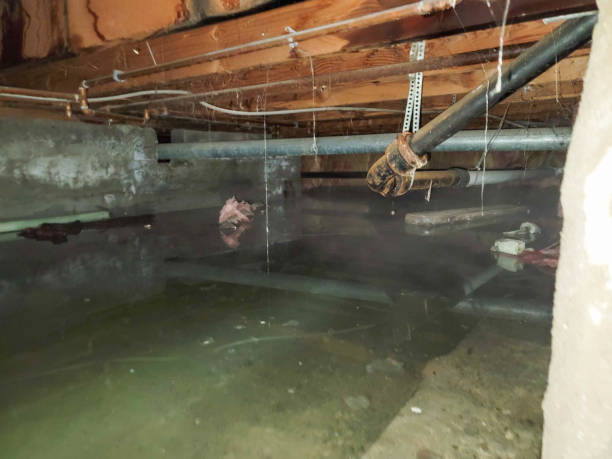 Best Water damage contractors near me  in Cherry Brah, NC