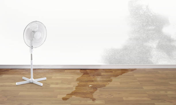 Best Water damage repair service  in Cherry Brah, NC
